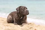 CANE CORSO 594